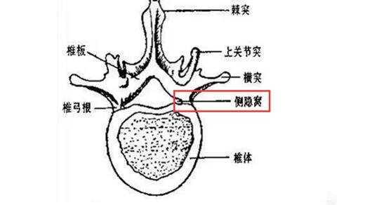 健康资讯 腰椎侧隐窝位于哪?有何临床意义?2018-03-30