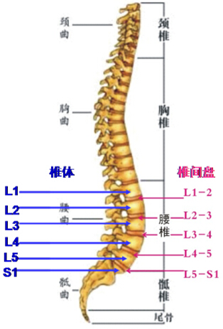 脊柱的软组织可以分为:肌肉,韧带,软骨,椎间盘,关节囊这五种结构,这五